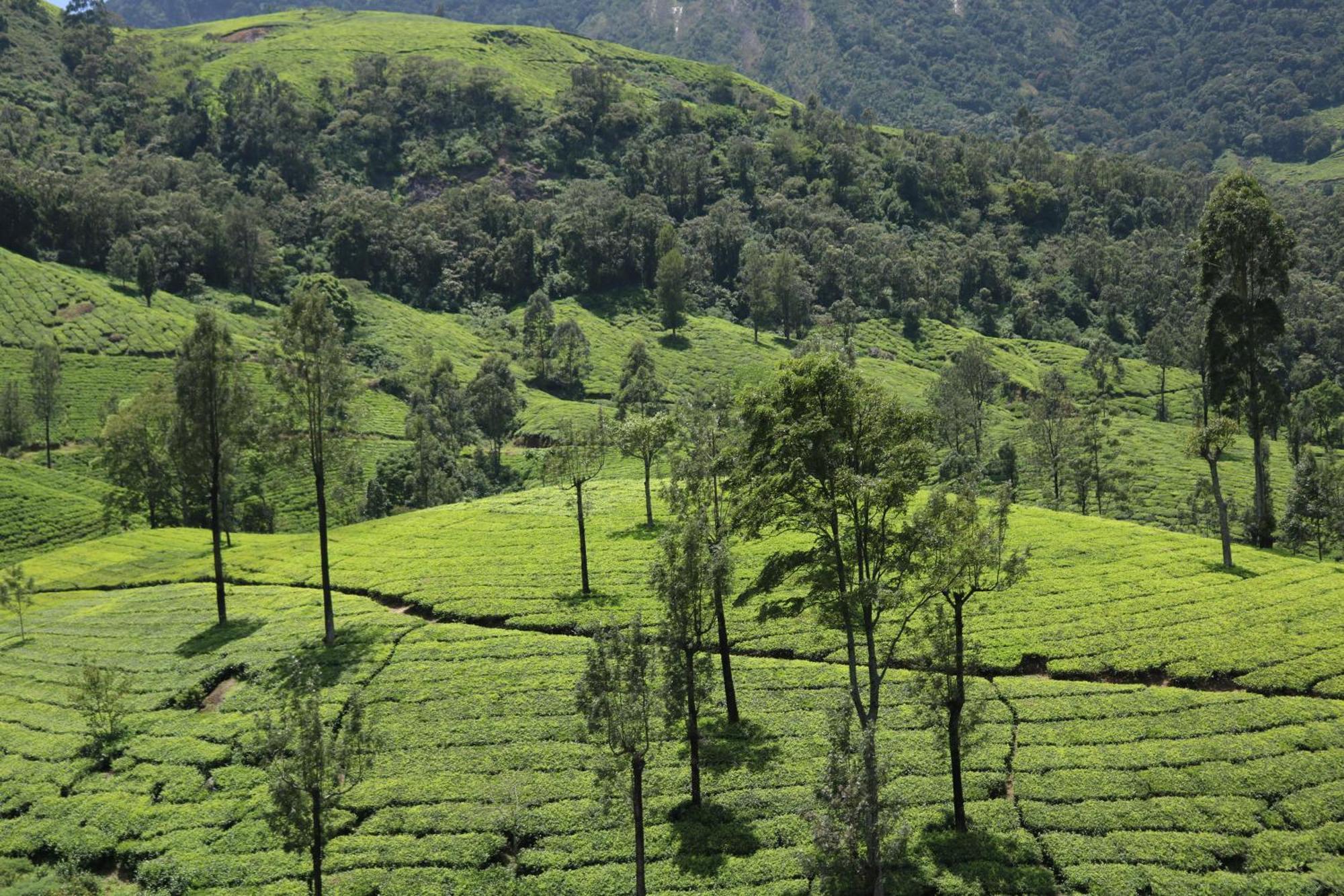 Asprin Homestay Munnar Exterior foto